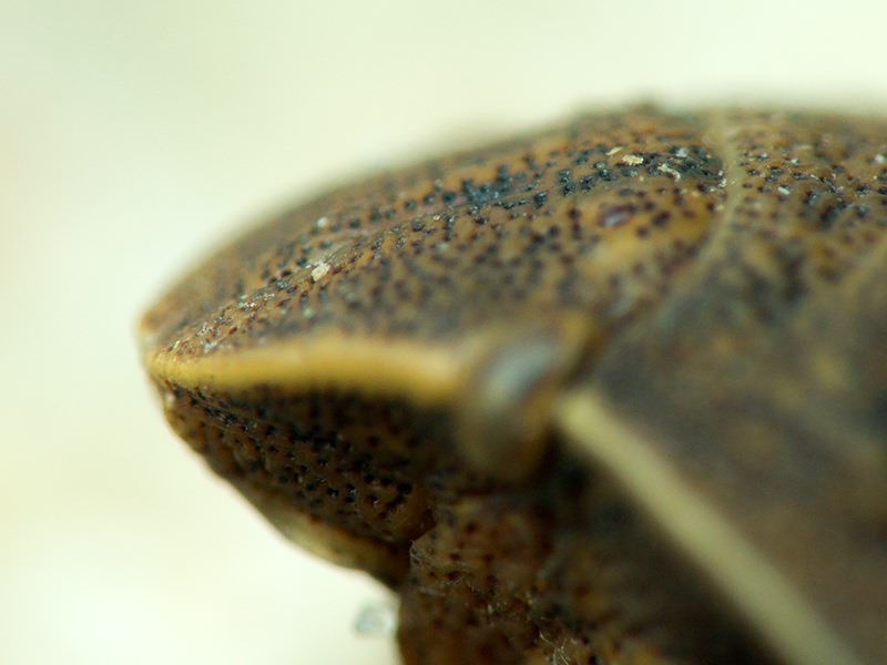 Eurygaster integriceps Puton, 1881